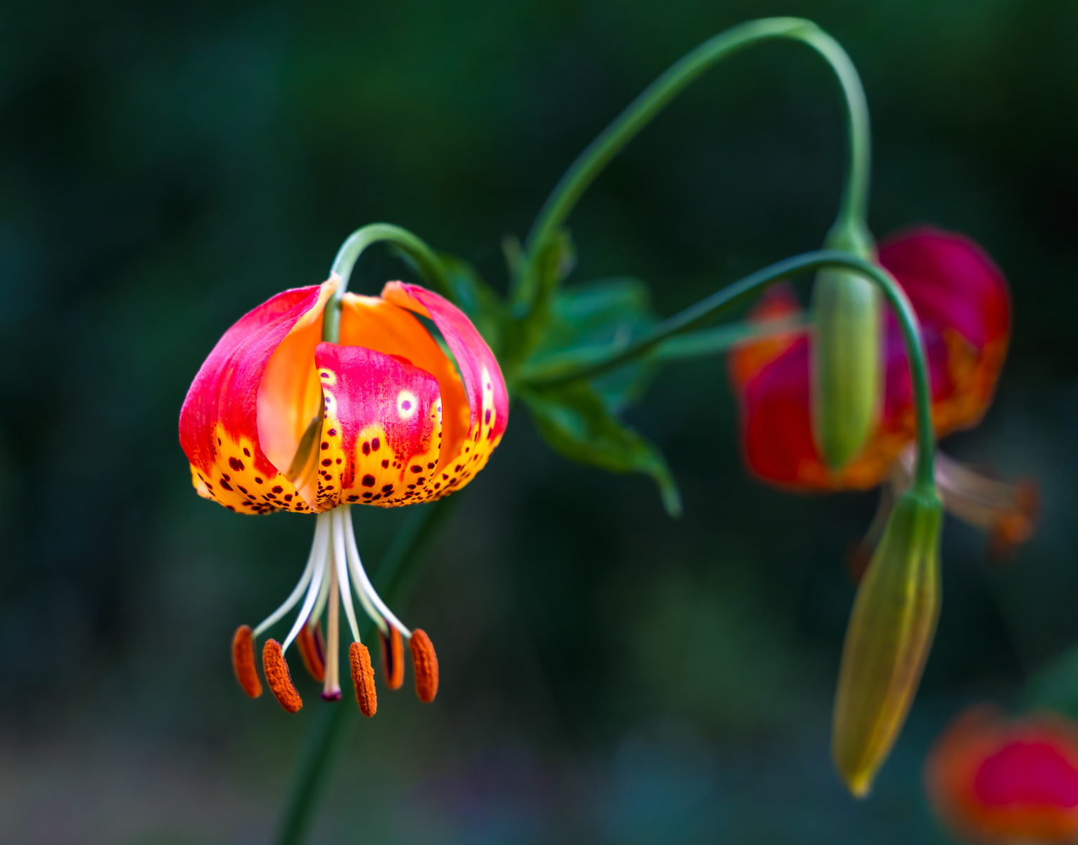 Tiger Lily