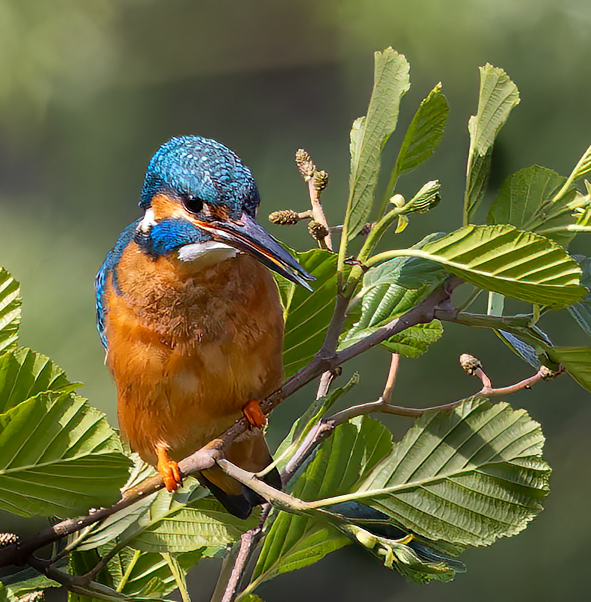 Kingfisher