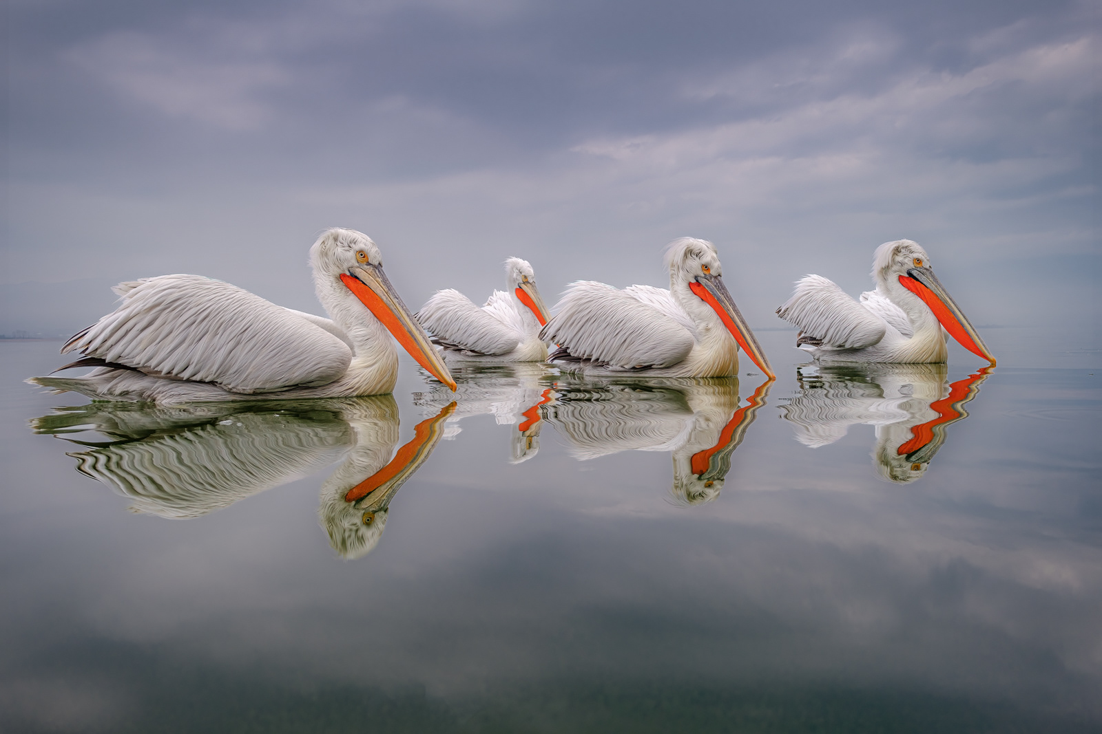 2nd - Pelican Reflection at Dawn - Kev Williams