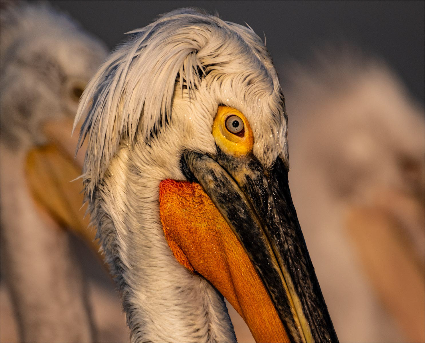 1st - Pelican Detail - Kevin Williams