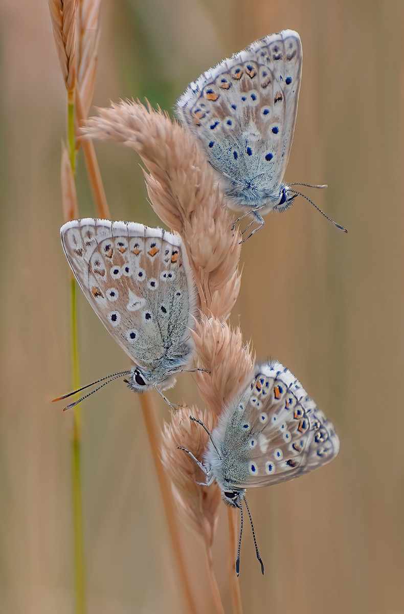 HC - Chalkhill Blues - Jenny Bradley