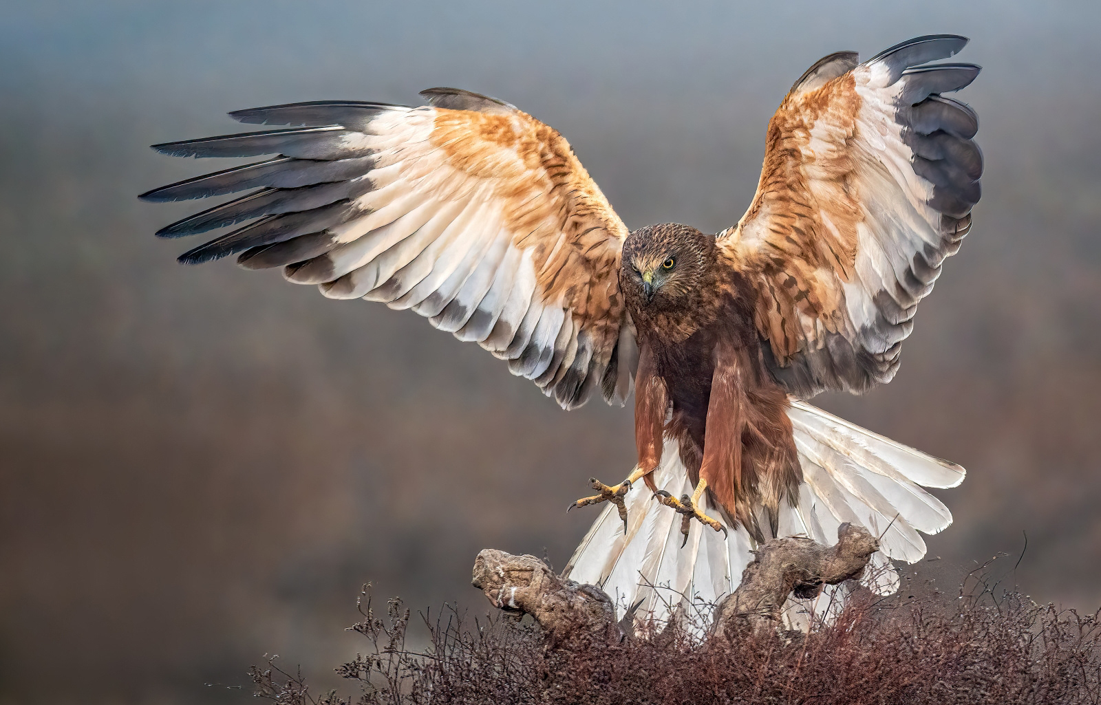 1st - Incoming Marsh Harrier - Paul Smith