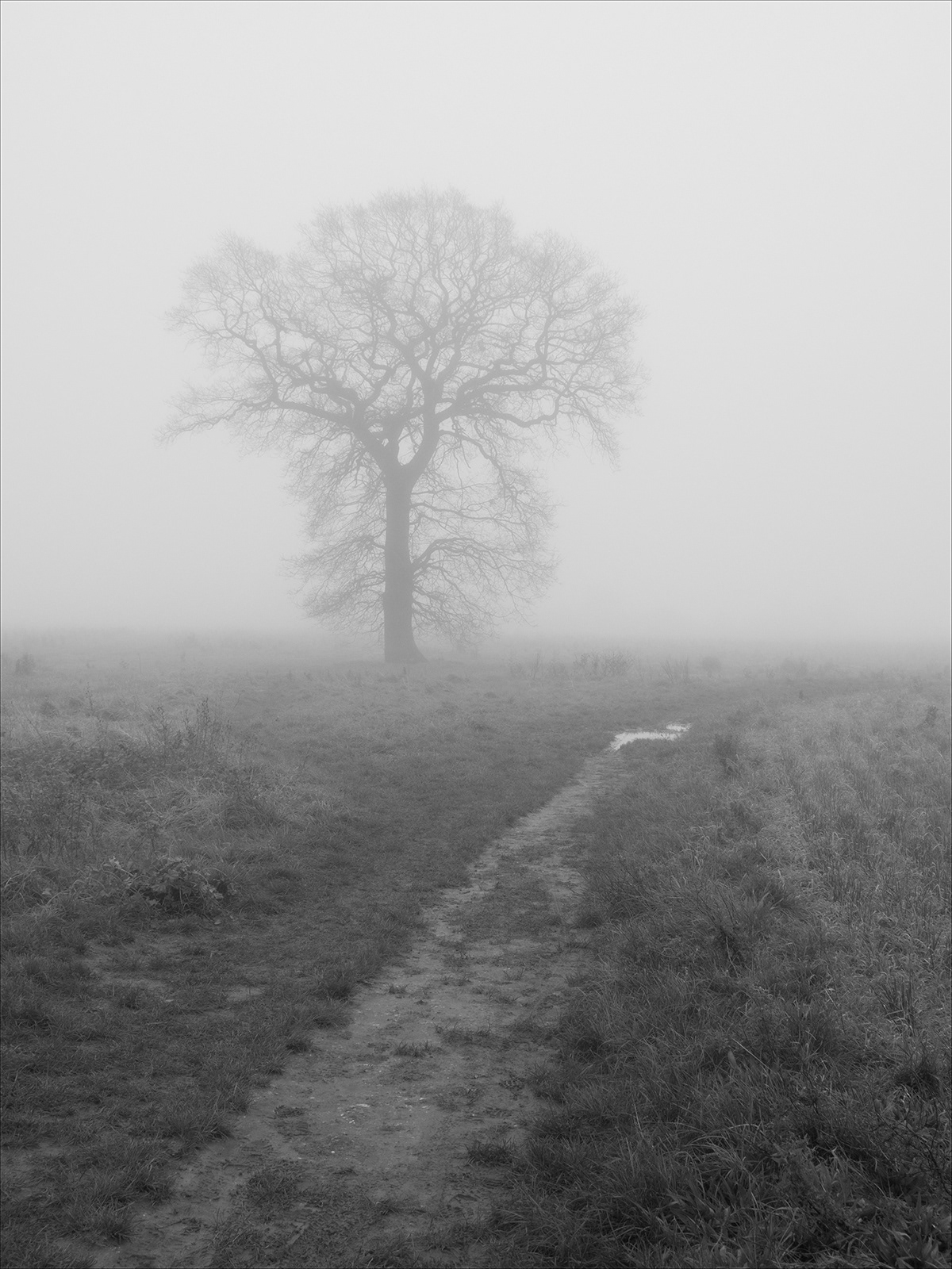 Misty Morning Walk