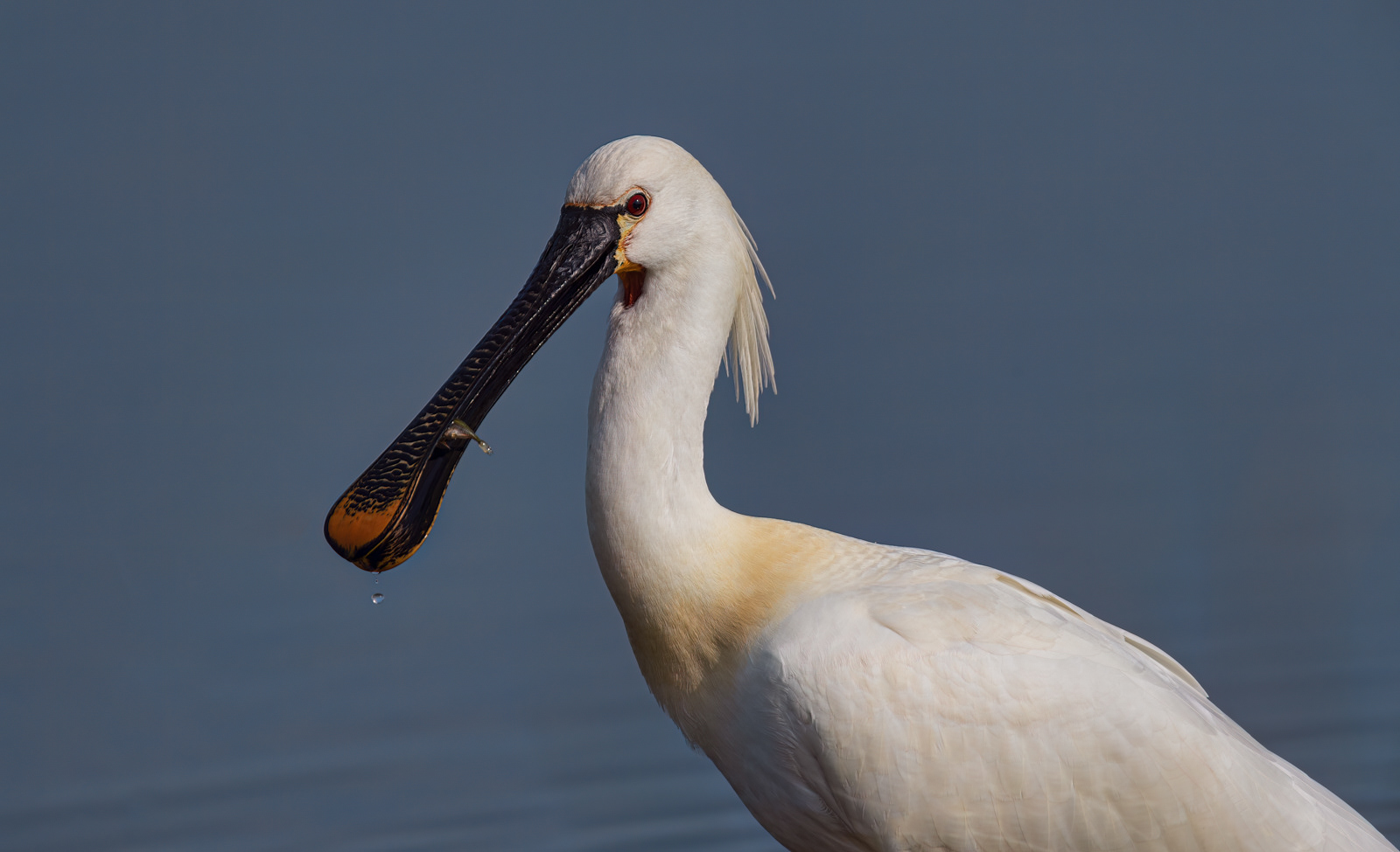 Spoonbill With Fish