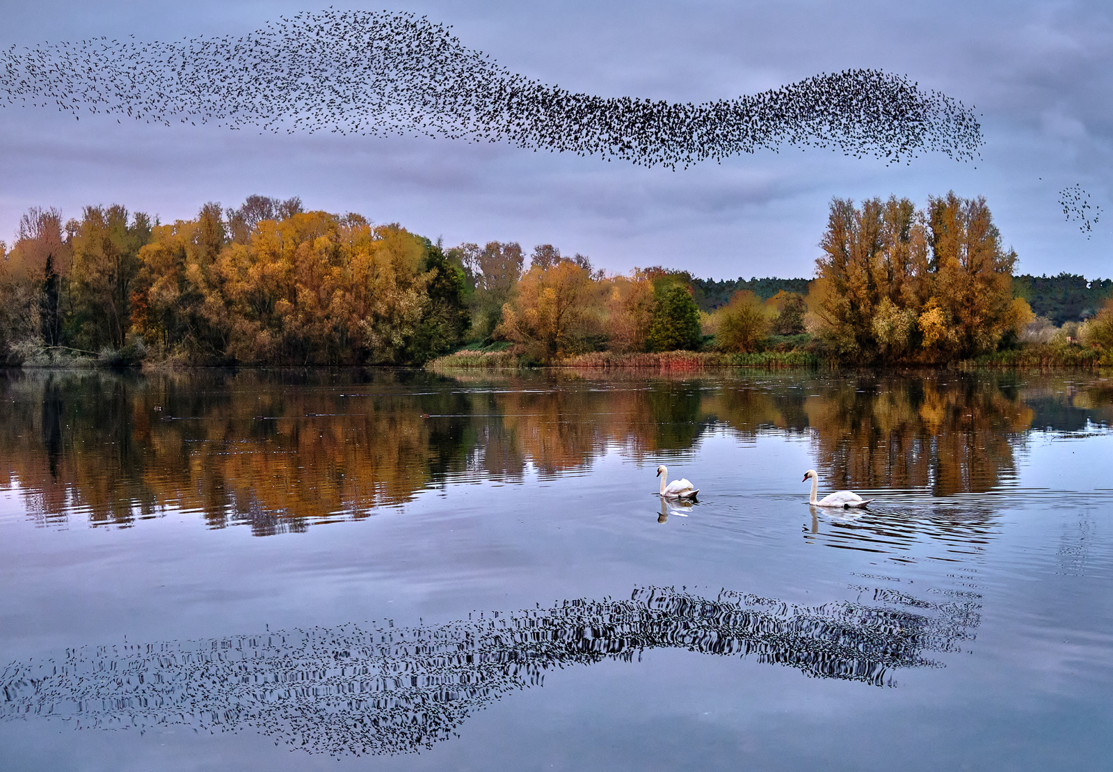 3rd - Murmuration at Lackford Lakes - Anne Burton