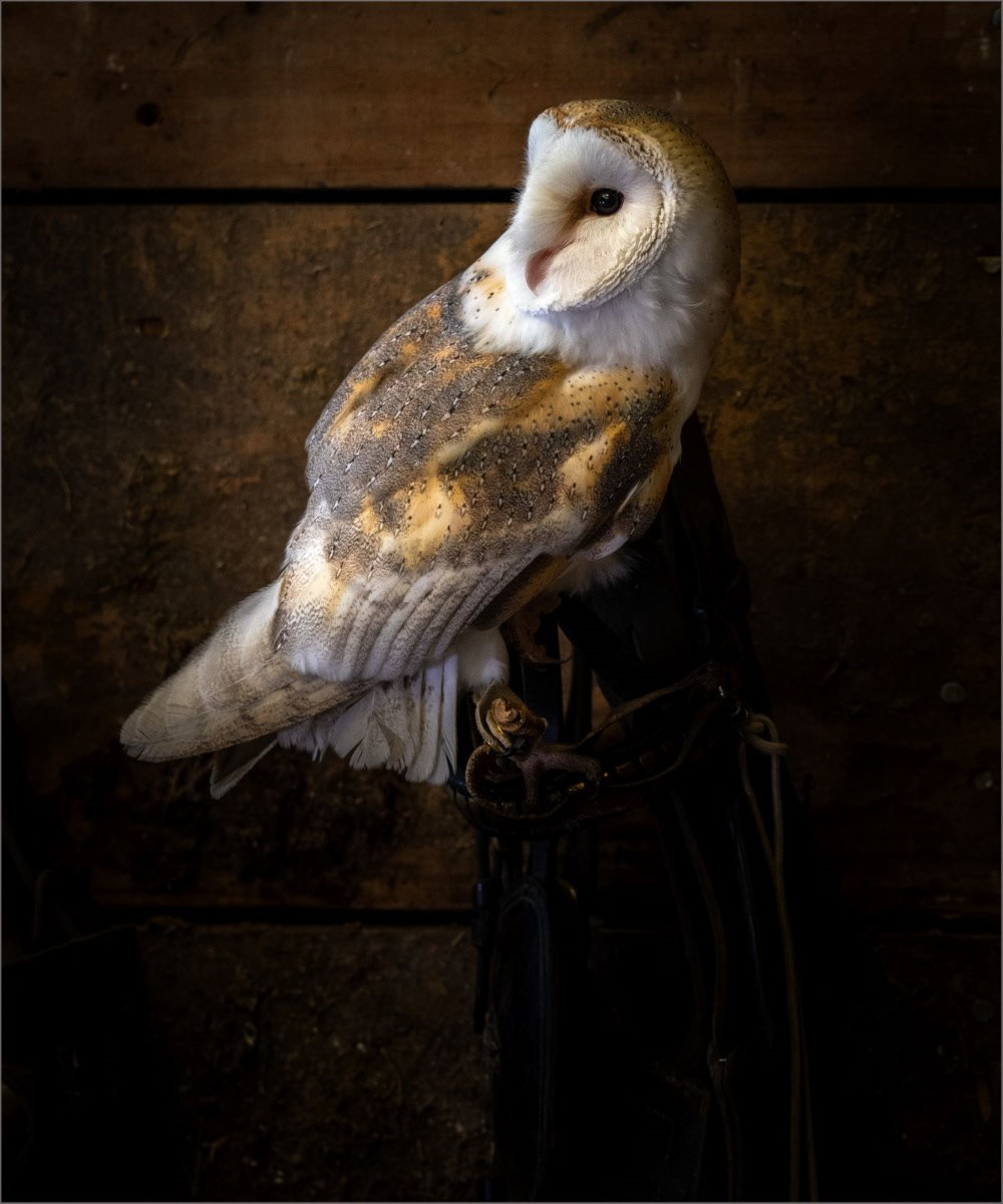 Barn Owl