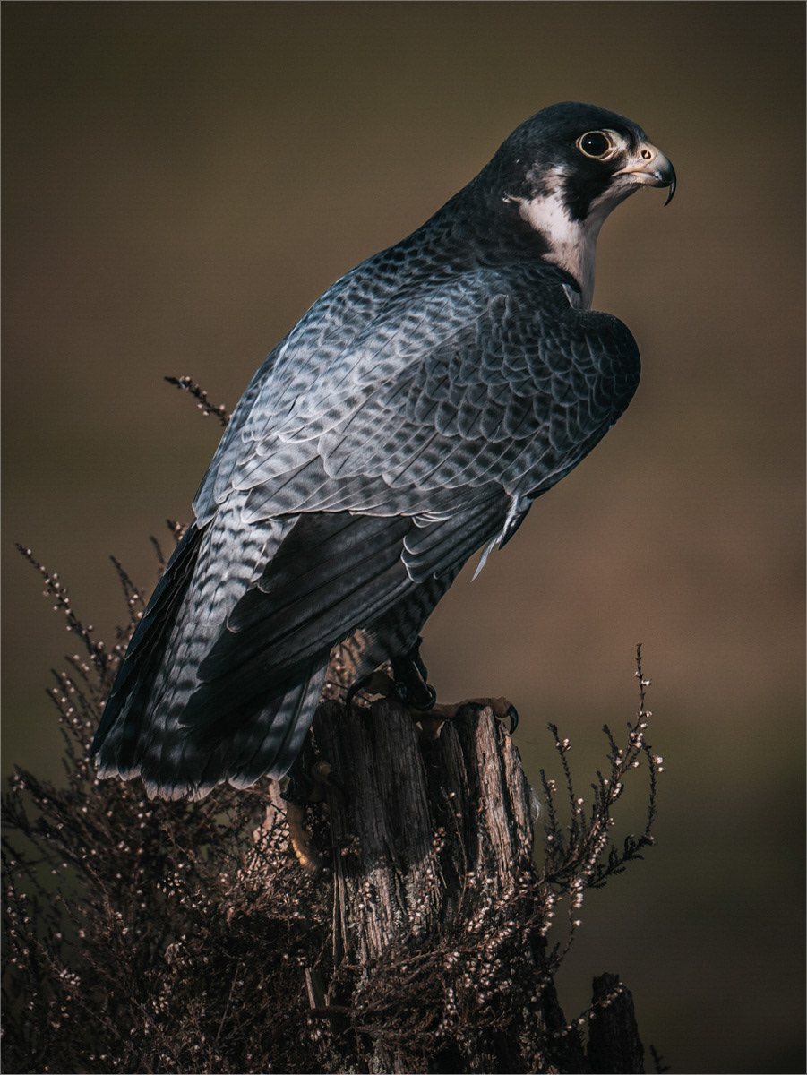 3rd - Peregrine Falcon - Jackie Gillman-Dace