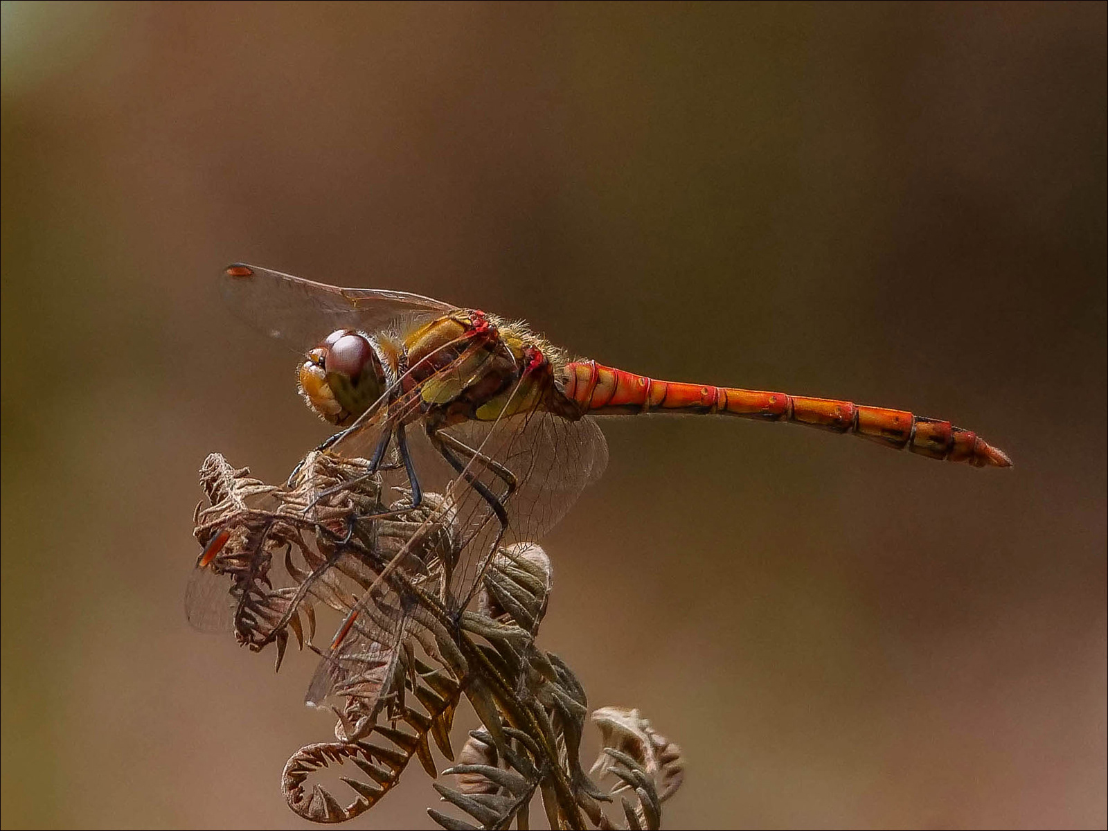 Ruddy Darter