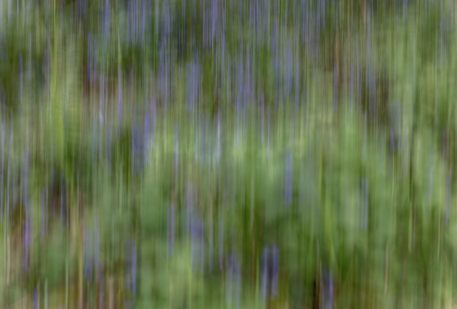 Bluebells on the Move