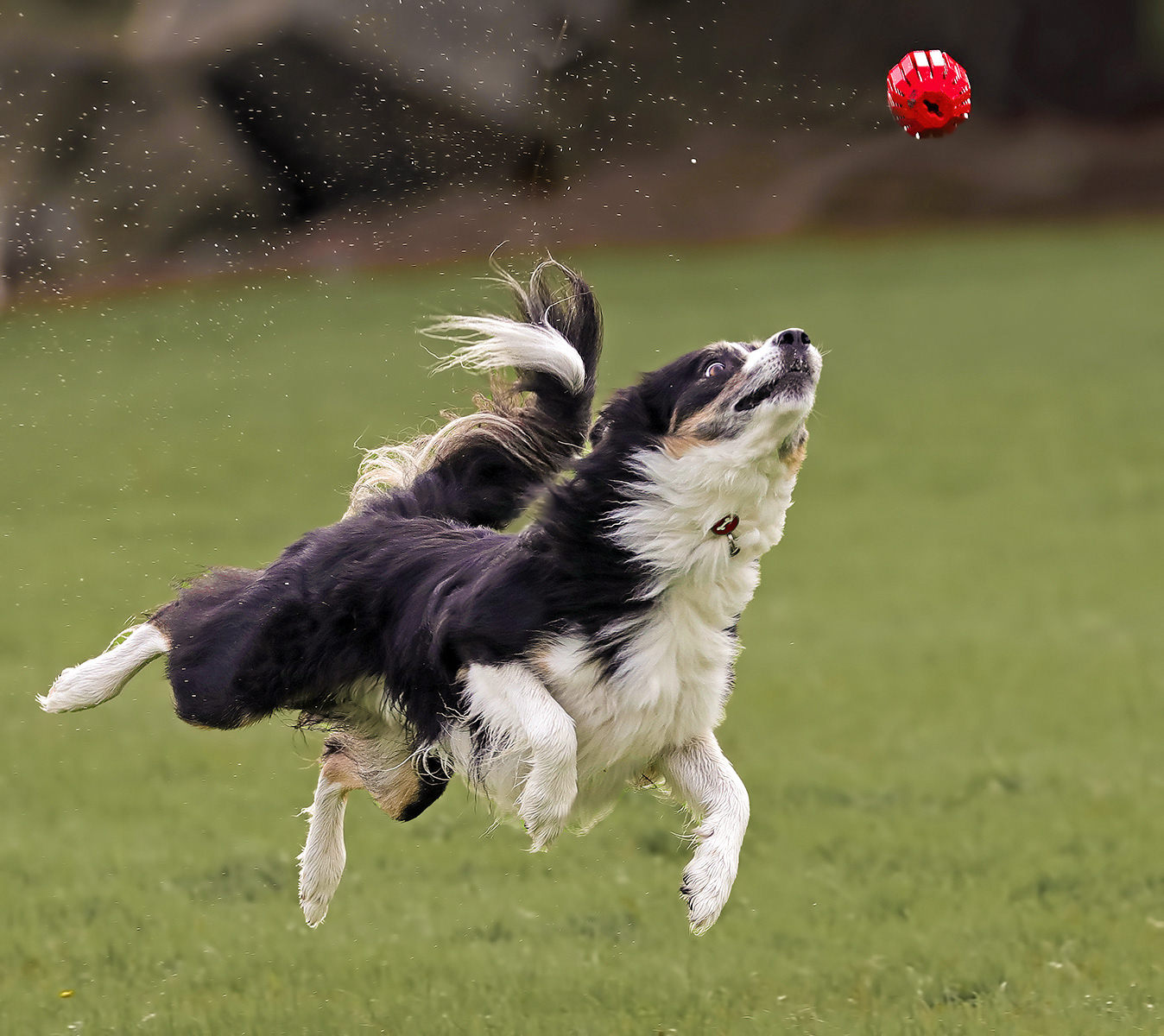 1st - Focus....Then Leap - Magda Jowers