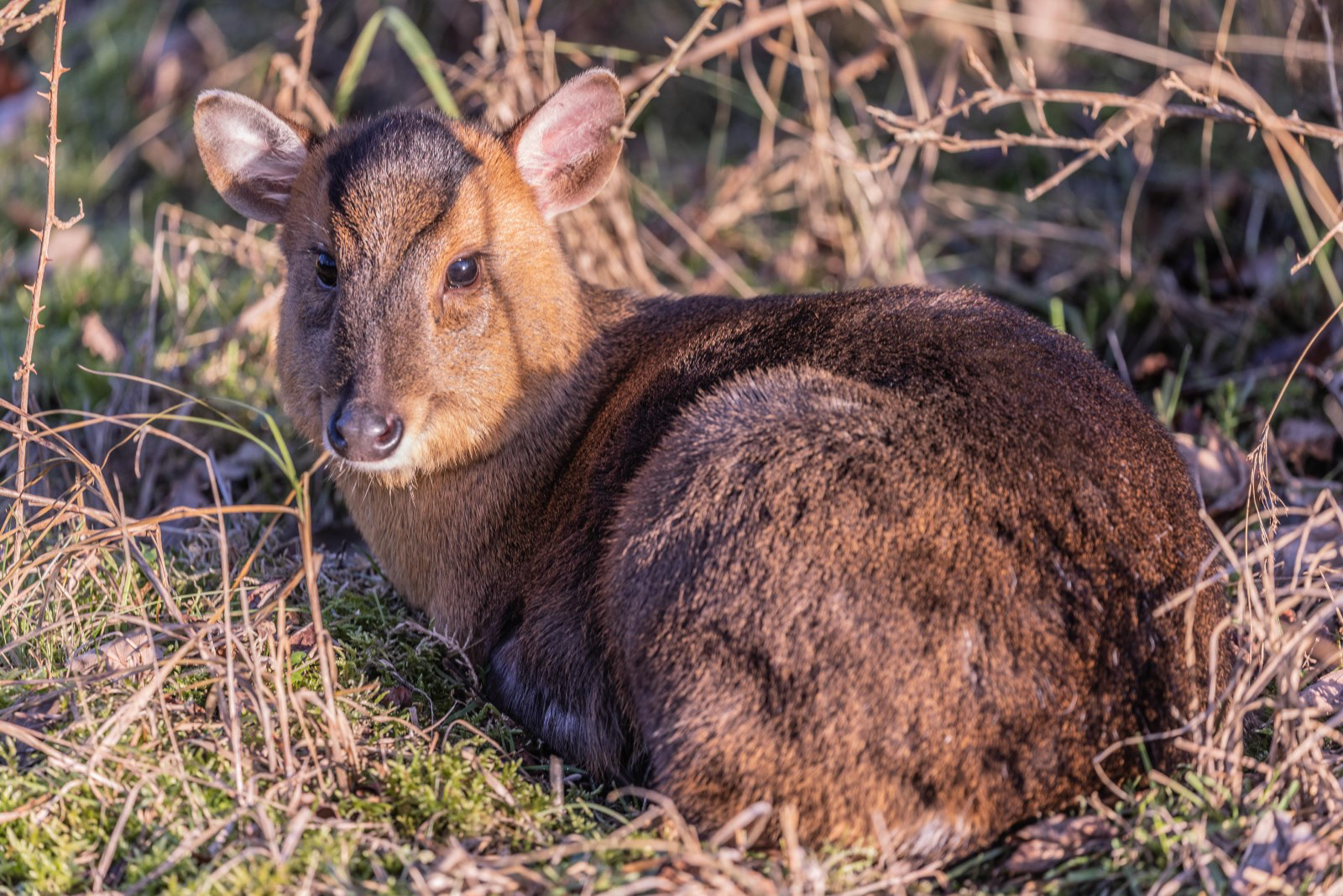 Muntjac