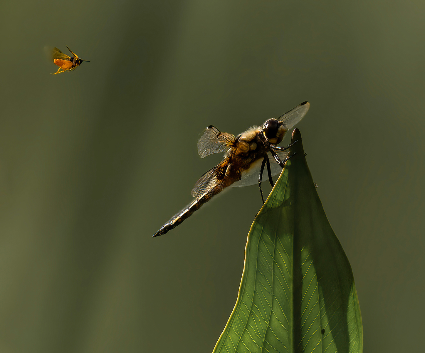 HC - 4 Spotted Chaser & Bramble Sawfly - Mick Mansfield