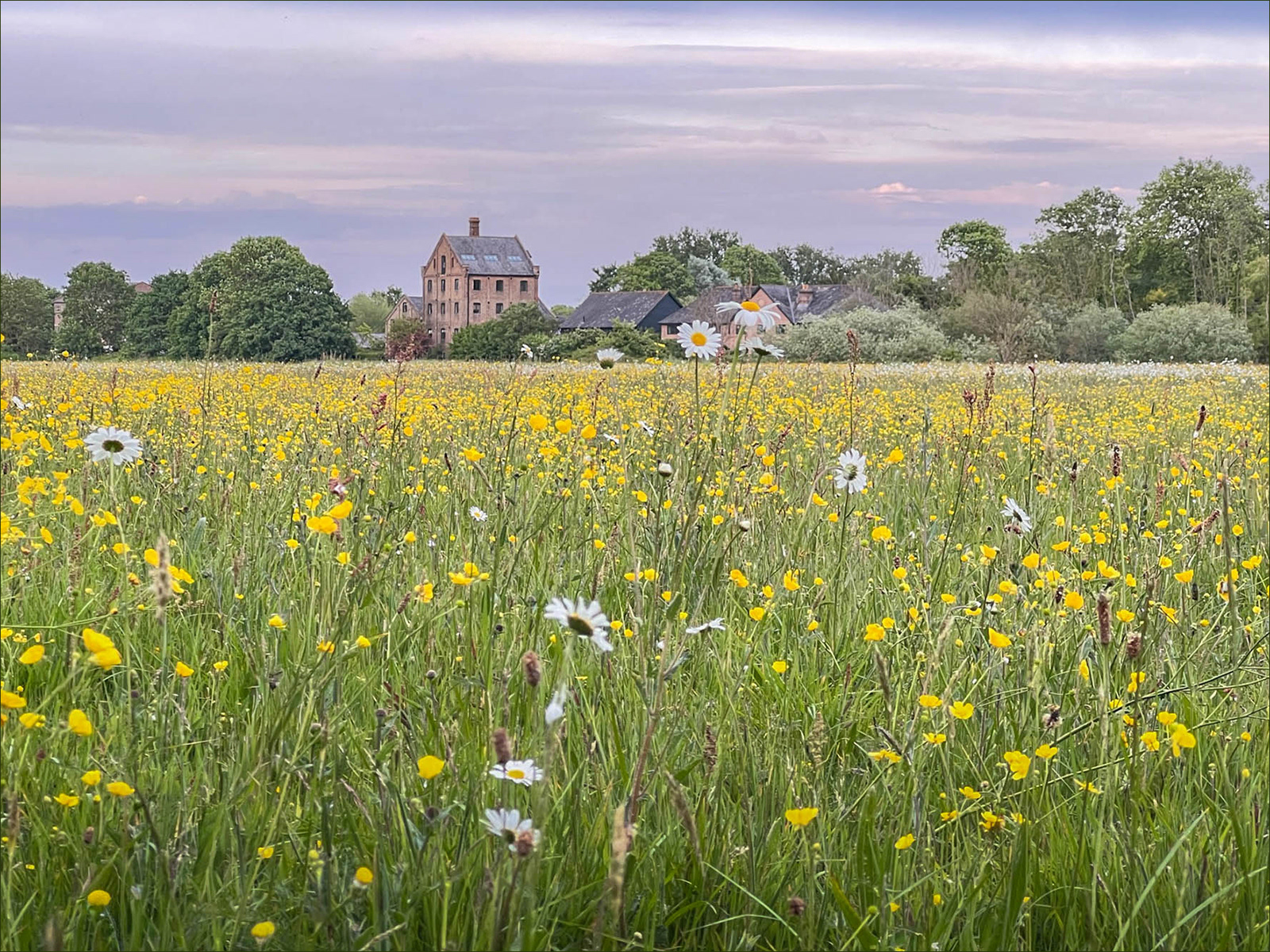 3rd - Buttercups & Daisies - Carol Clark