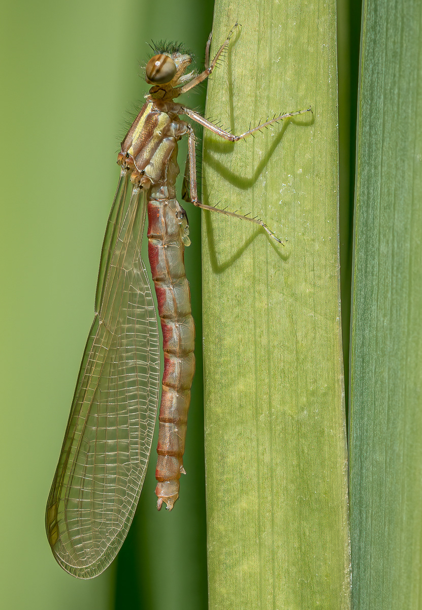 2nd / 1st INT - Recently Emerged Damselfly - Philip Earl