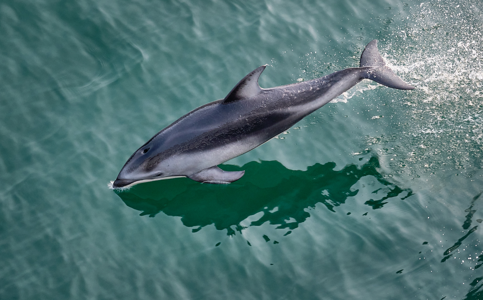 HC - Wild Pacific Dolphin - Anne Burton