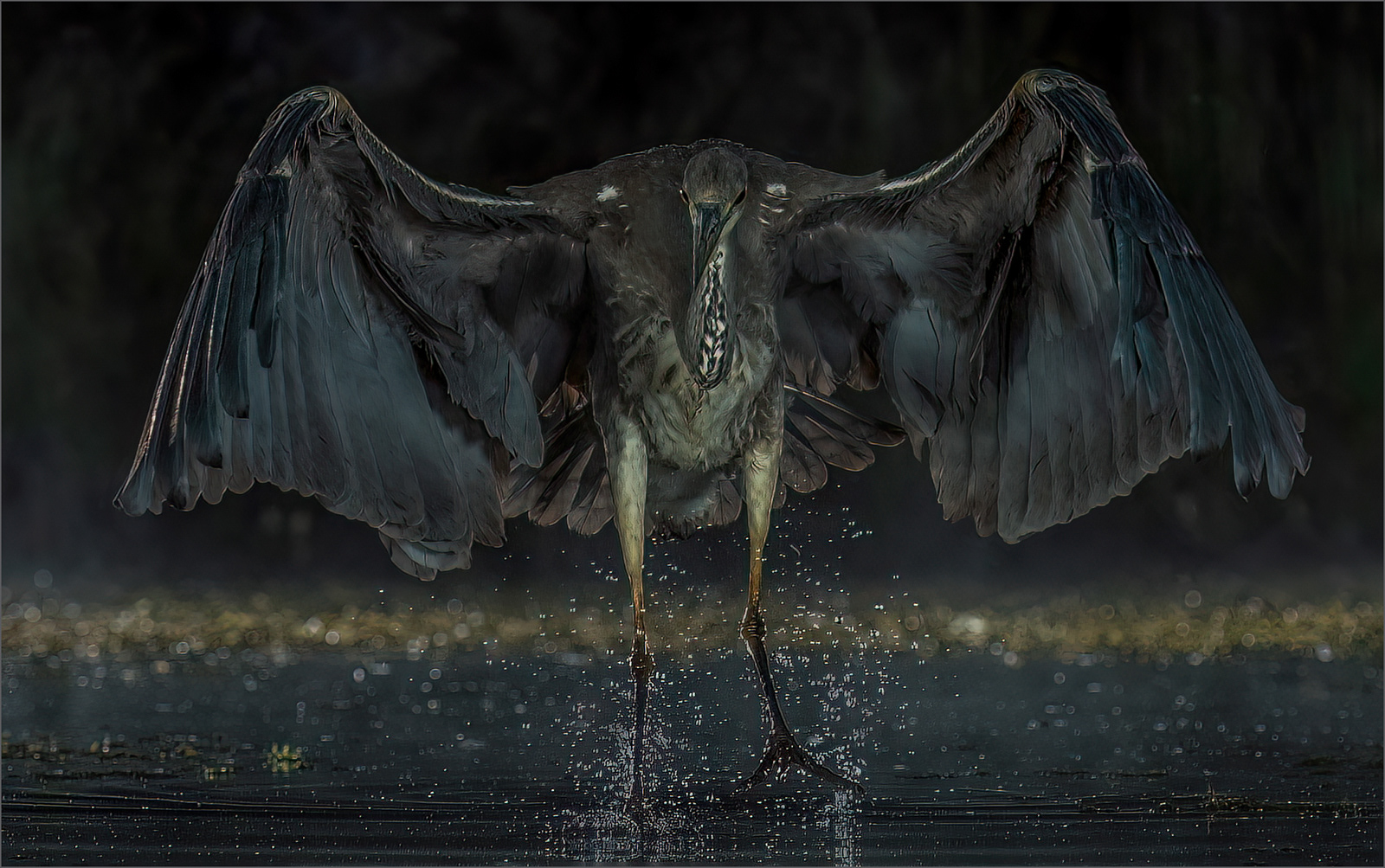 1st - Heron Coming In To Land - Mick Mansfield