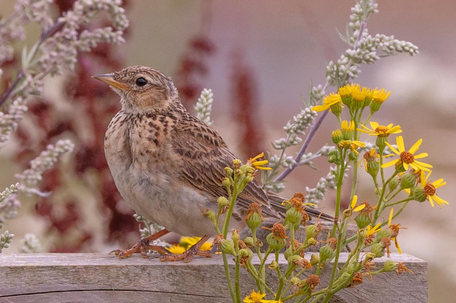 Skylark