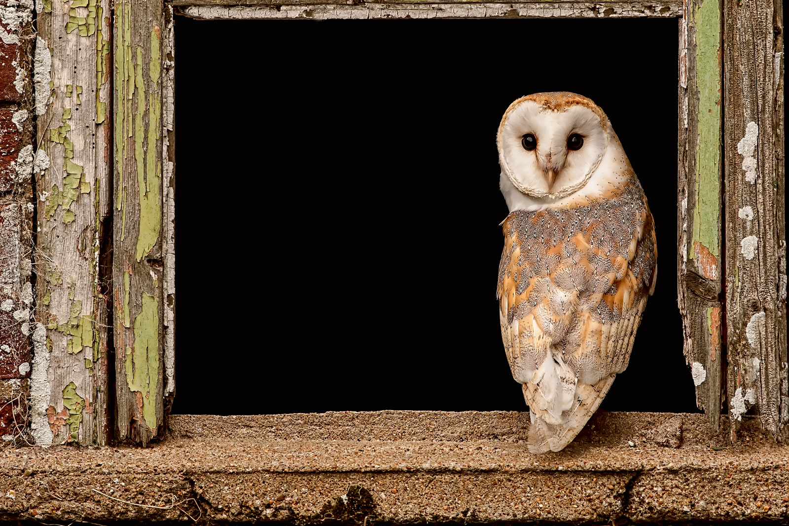 Barn Owl in Old Barn Window