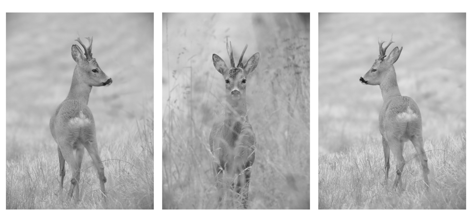 1st INT - The Inquisitive - Peter Elsdon-Dean