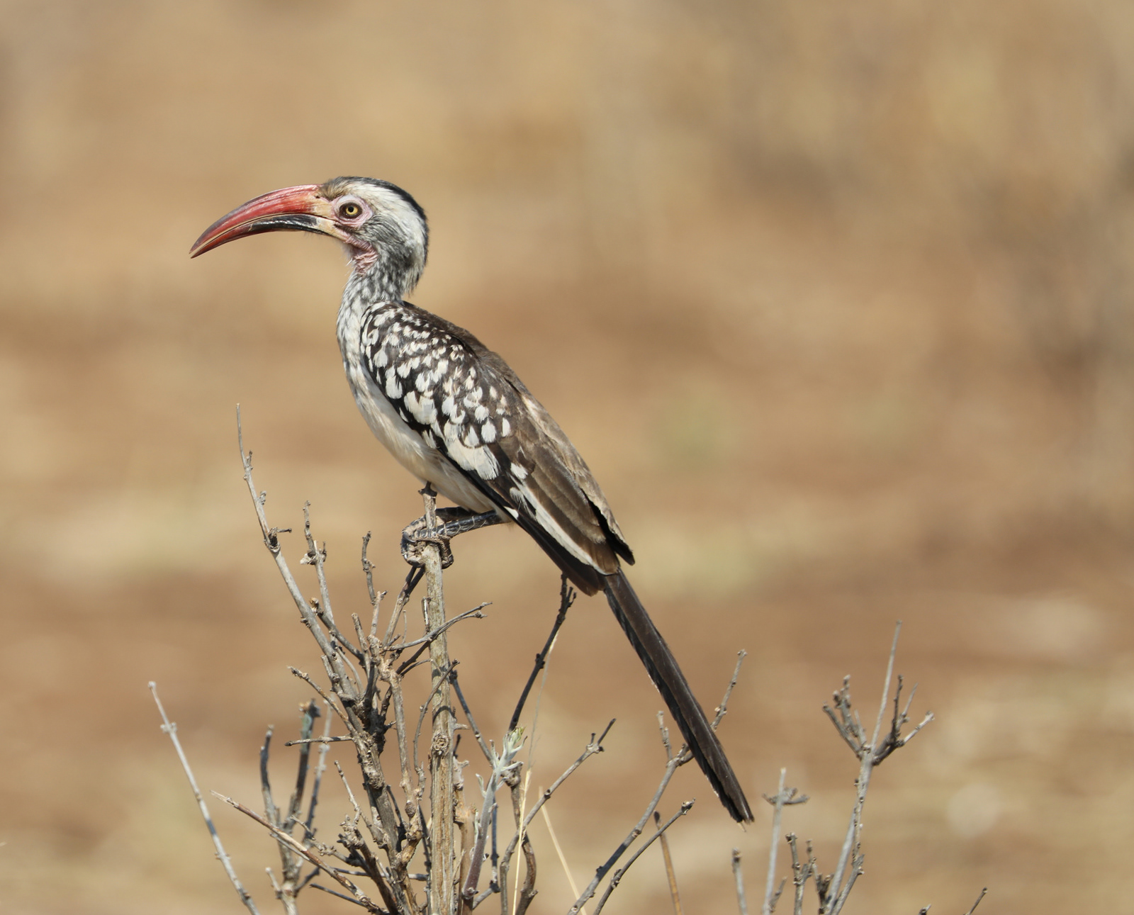 Red-Billed Hornbill