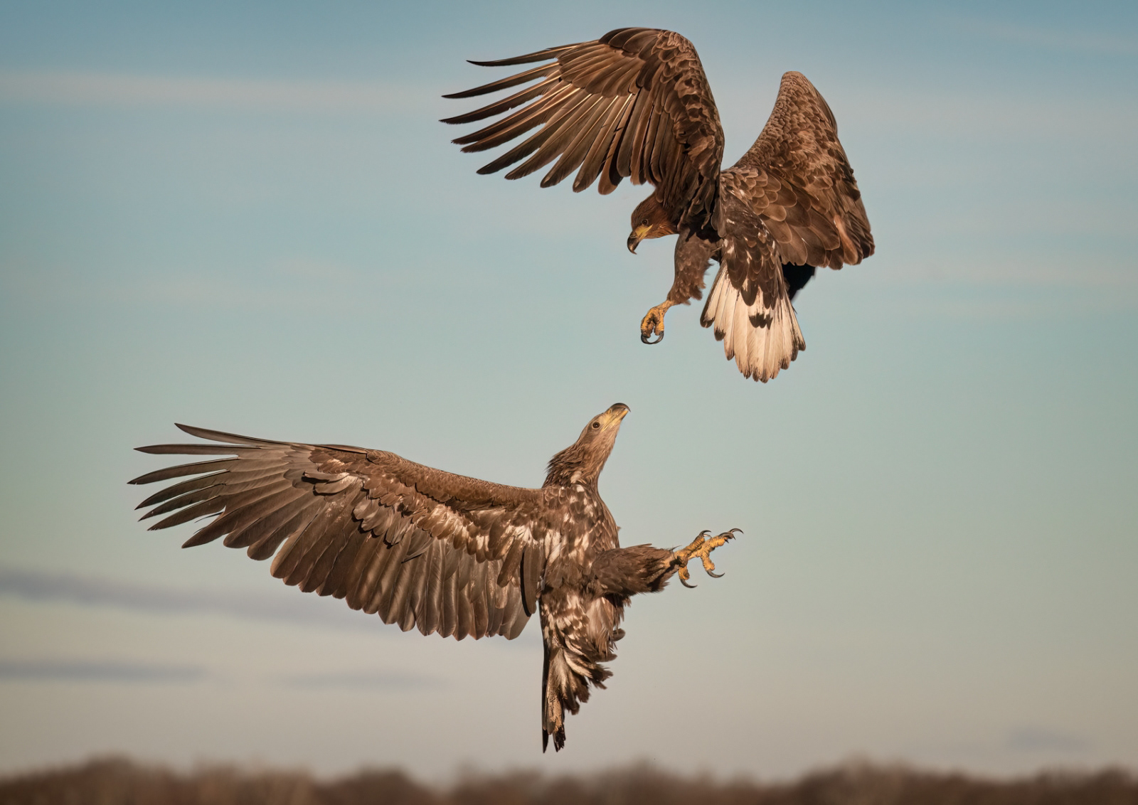 3rd - White-Tailed Eagles - Paul Smith
