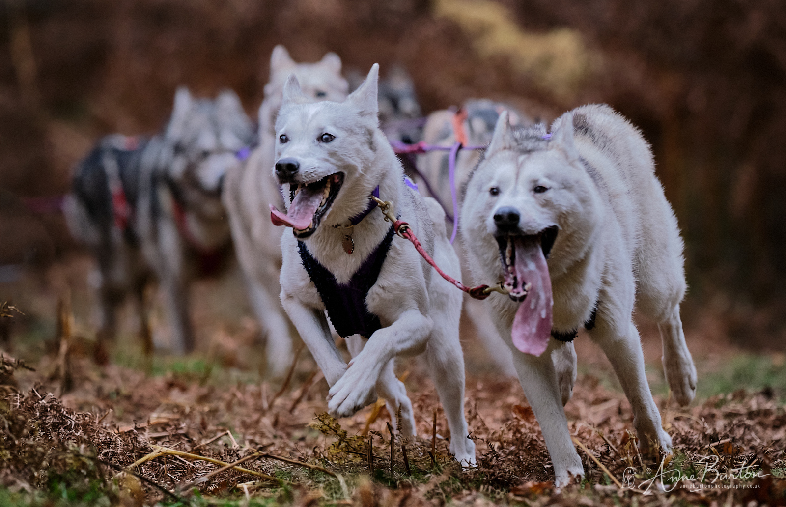 Husky Racing Rendlesham Forest