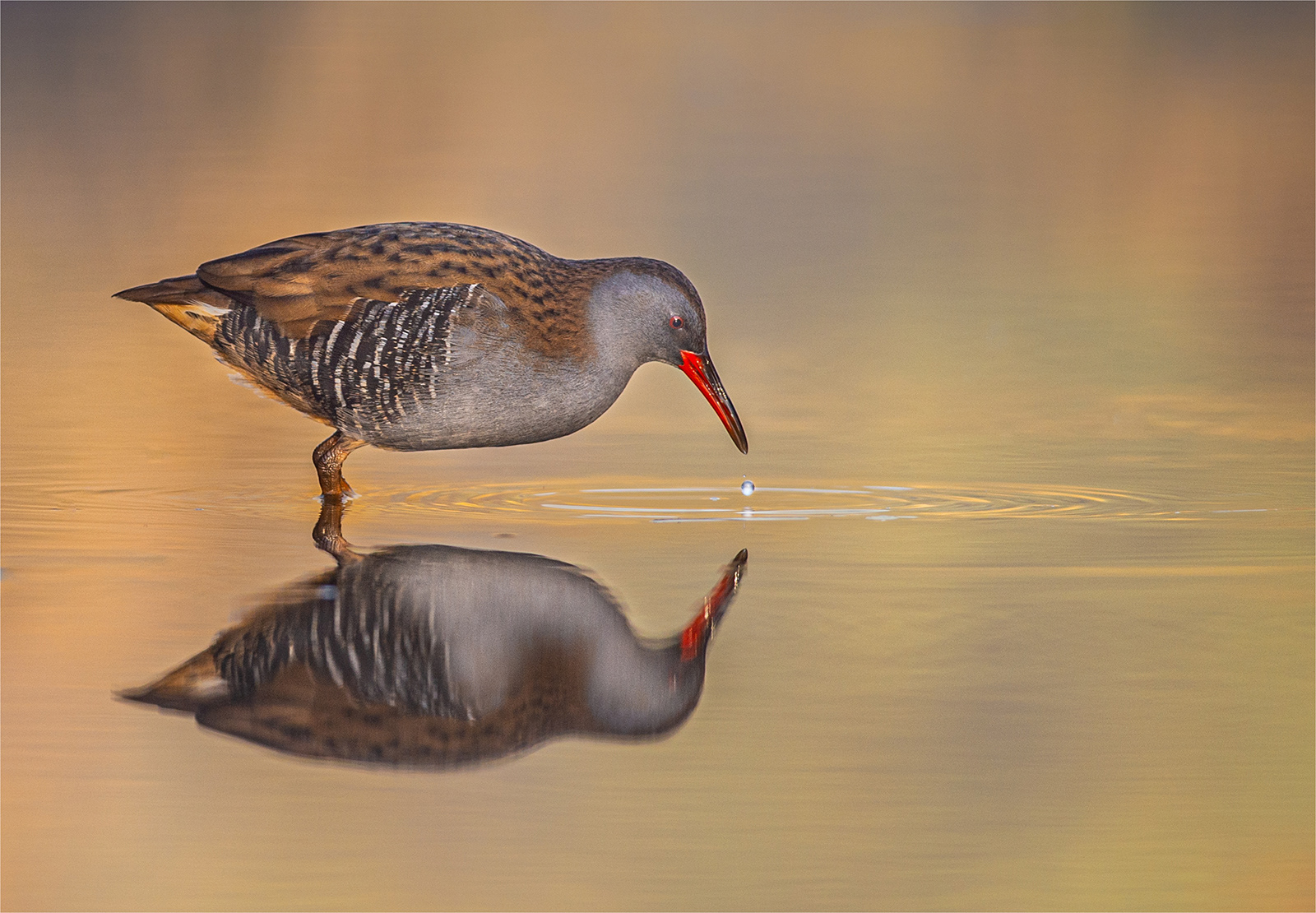Water Rail Feeding at Dawn