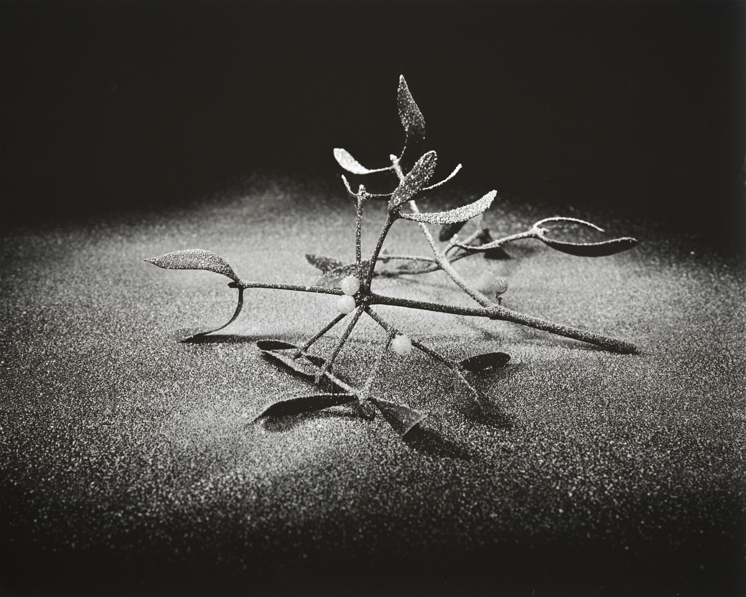 3rd - Mistletoe - Steve Le Grys