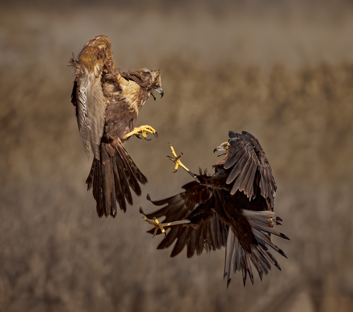 3rd - Marsh Harrier Dispute - Paul Smith