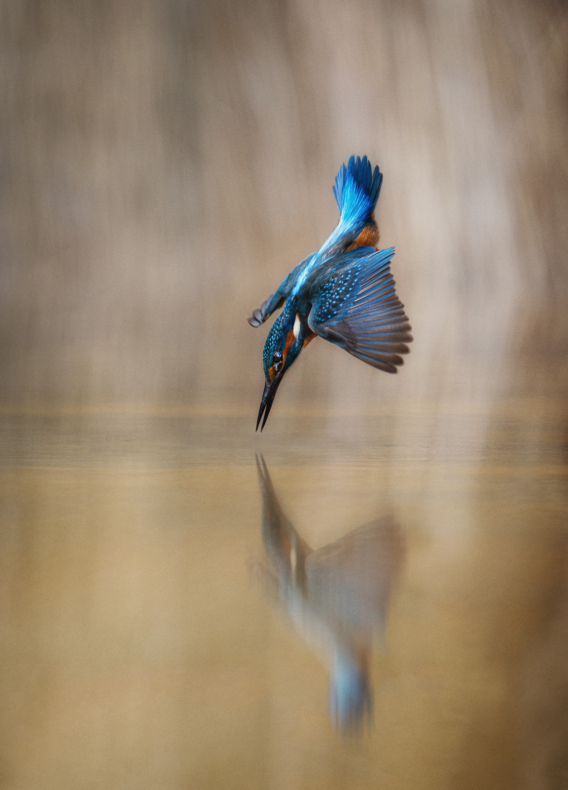 Kingfisher