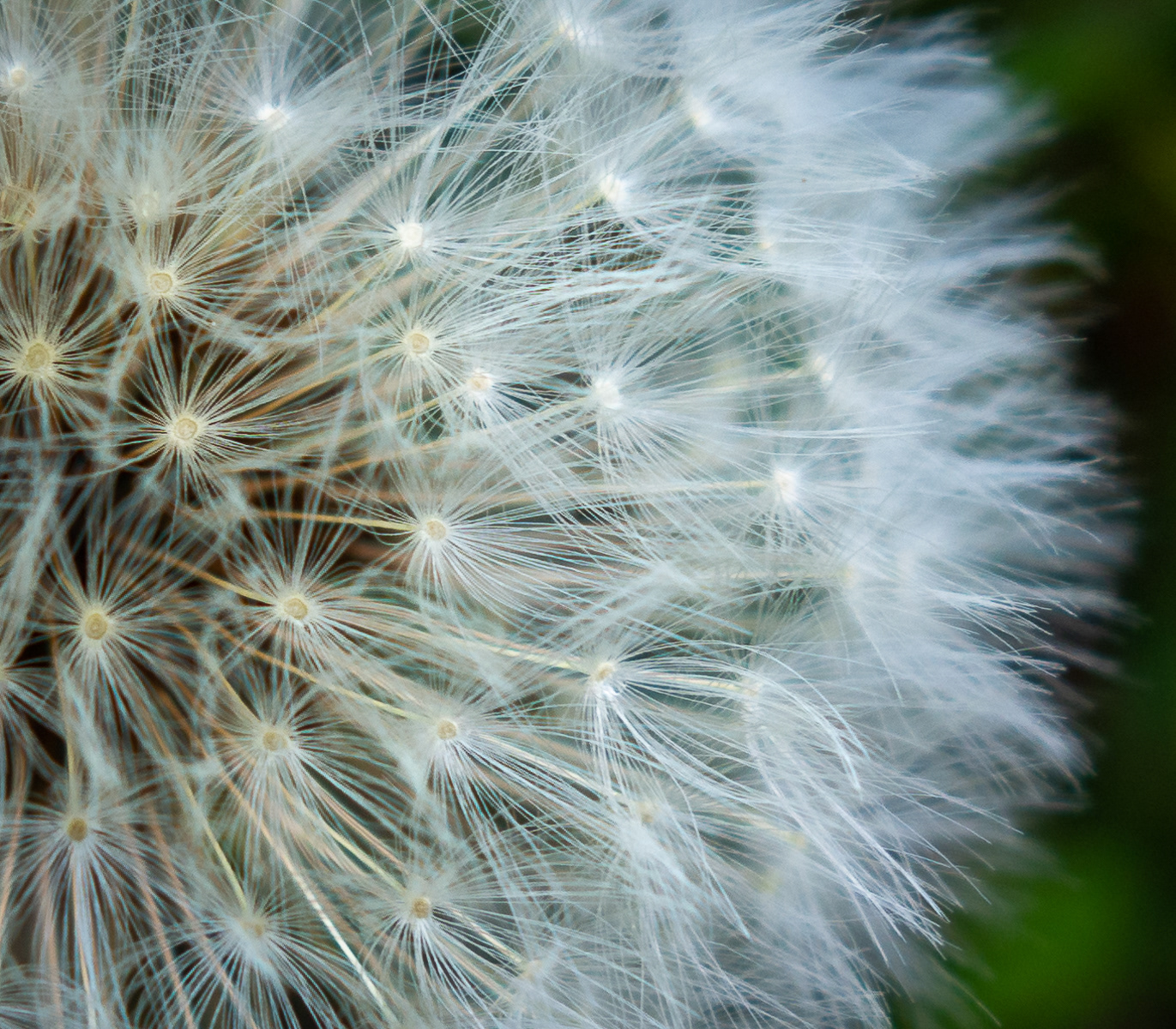 HC - Before the Breeze Takes Them - Jo Rhodes