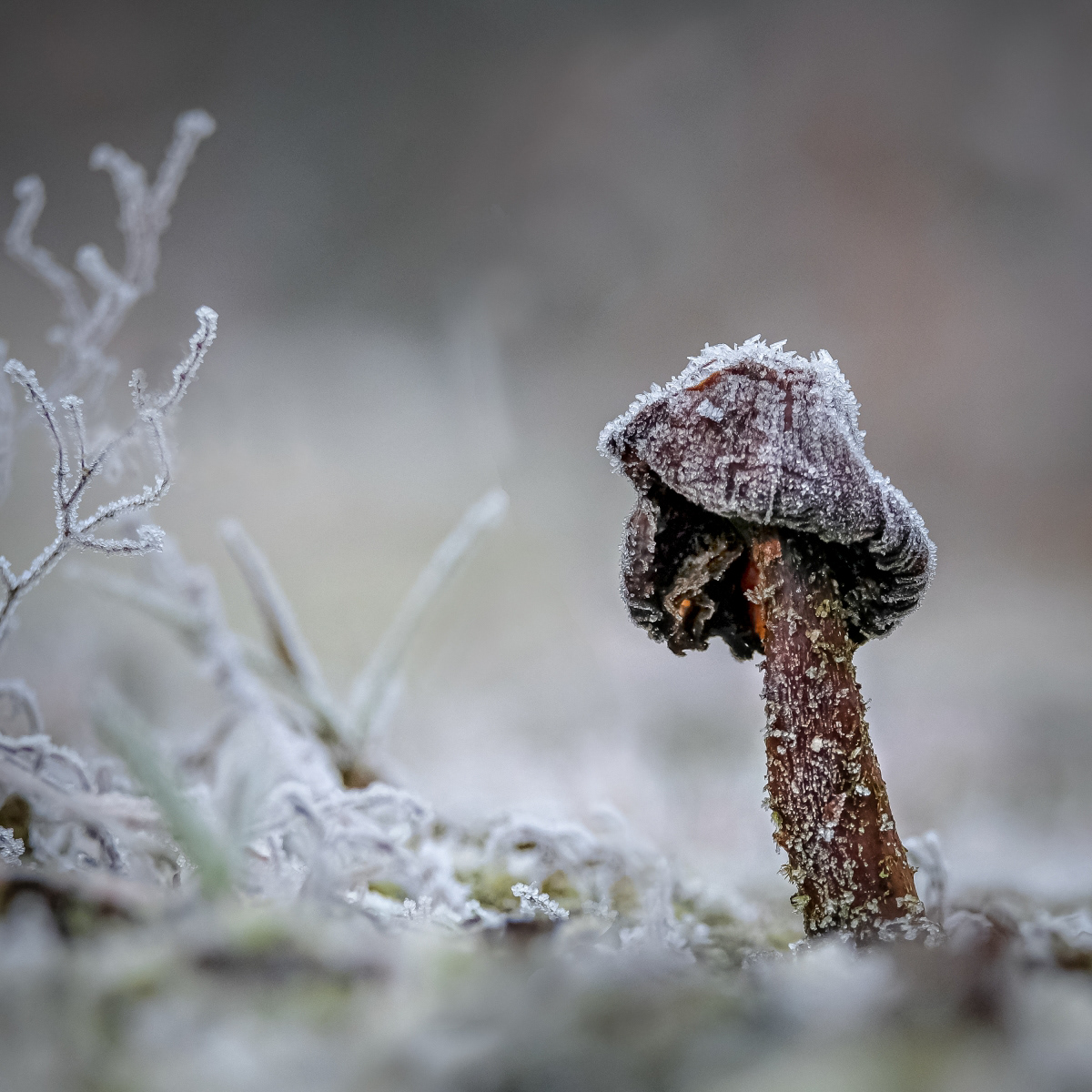 1st - Red Cap in Frost - Robert Salisbury
