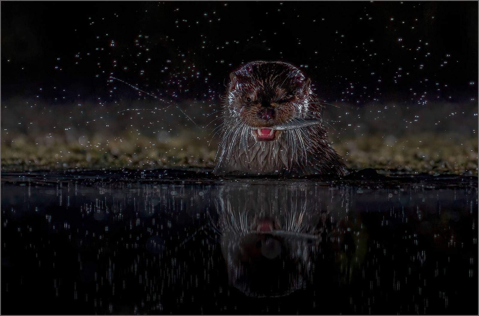 1st - Otter with Fish - Mick Mansfield