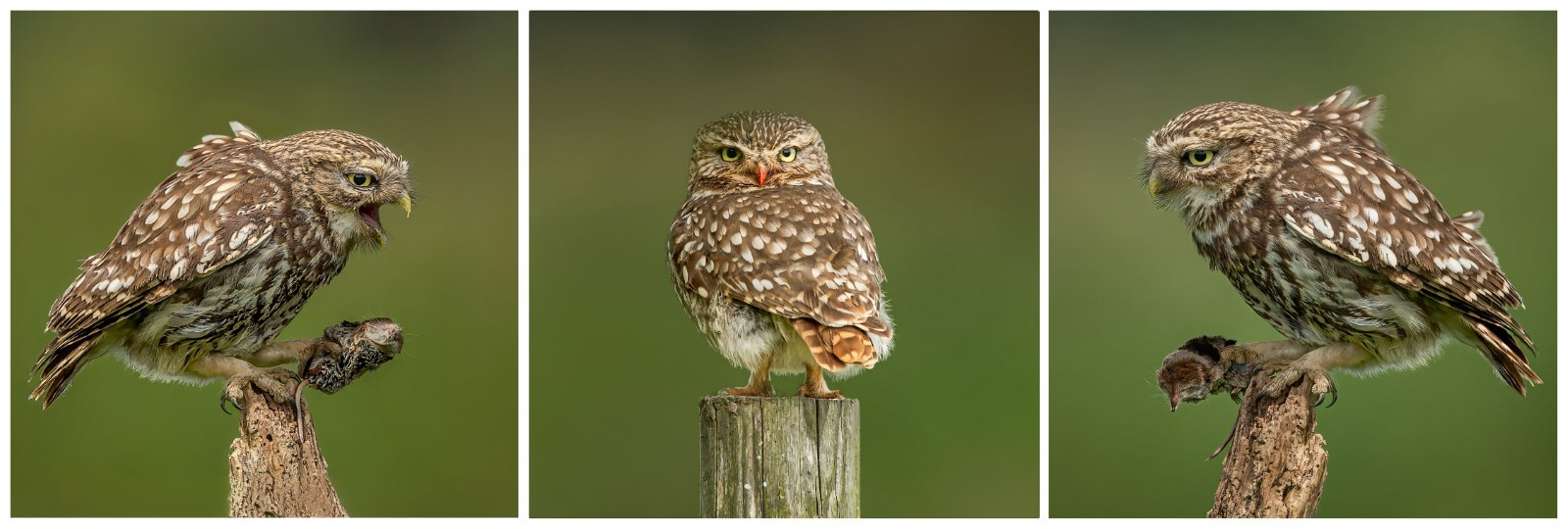 HC - Little Owls - Paul Smith