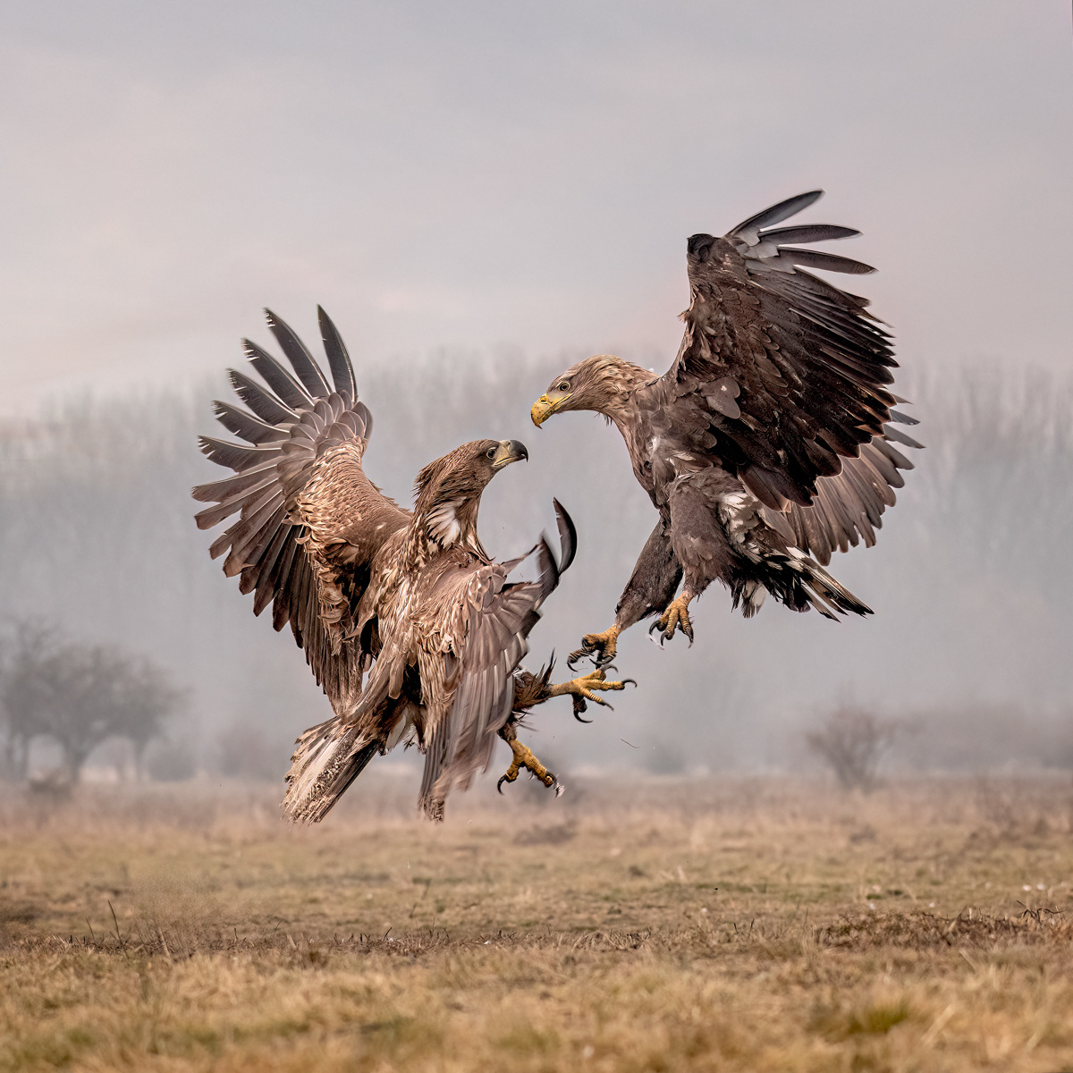 1st - White-Tailed Eagle Disagreement by Paul Smith