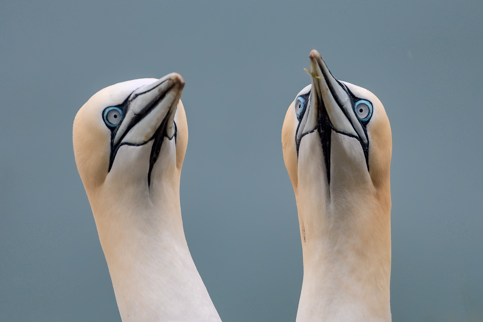 Gannets