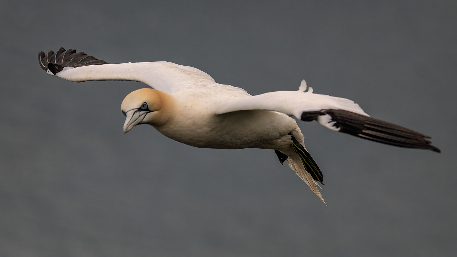 Gannet