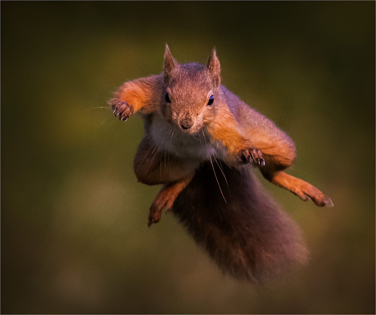 HC - Red Squirrel in Flight - Jackie Gillman