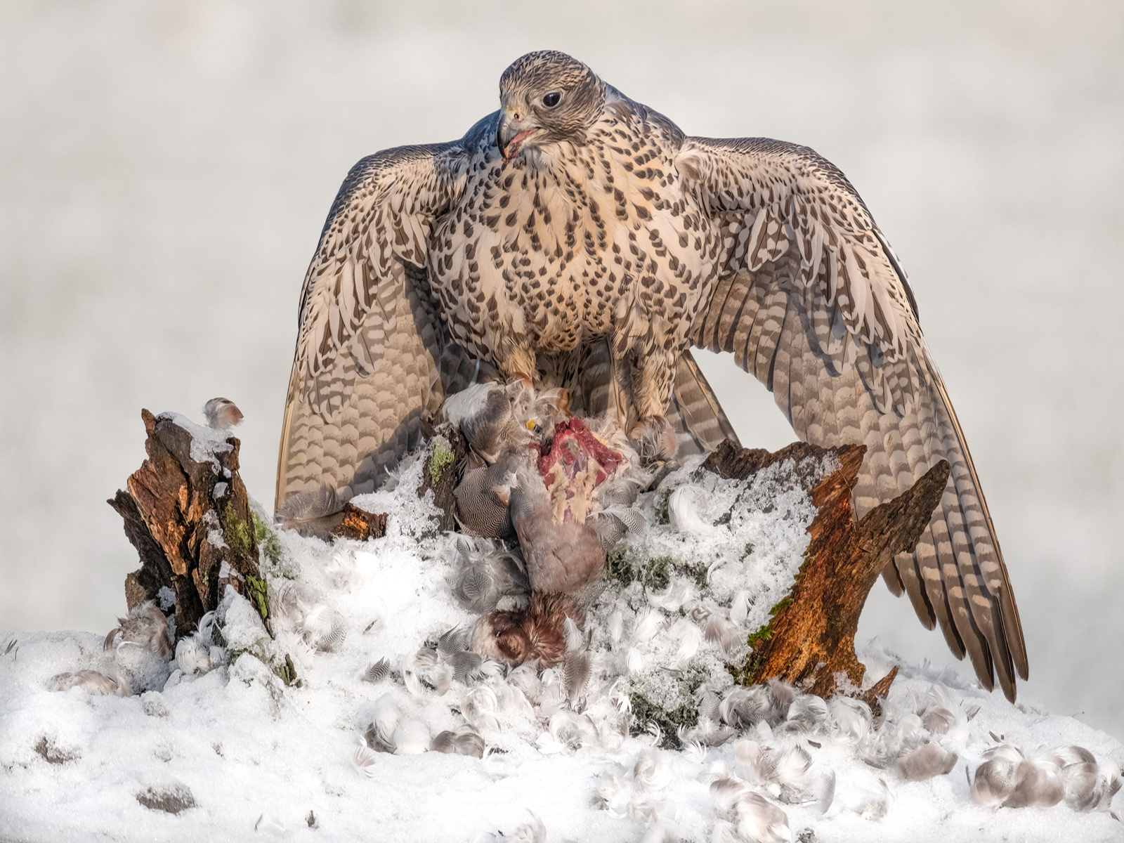 1st - Gyr Falcon Mantelling Prey - Kevin Williams