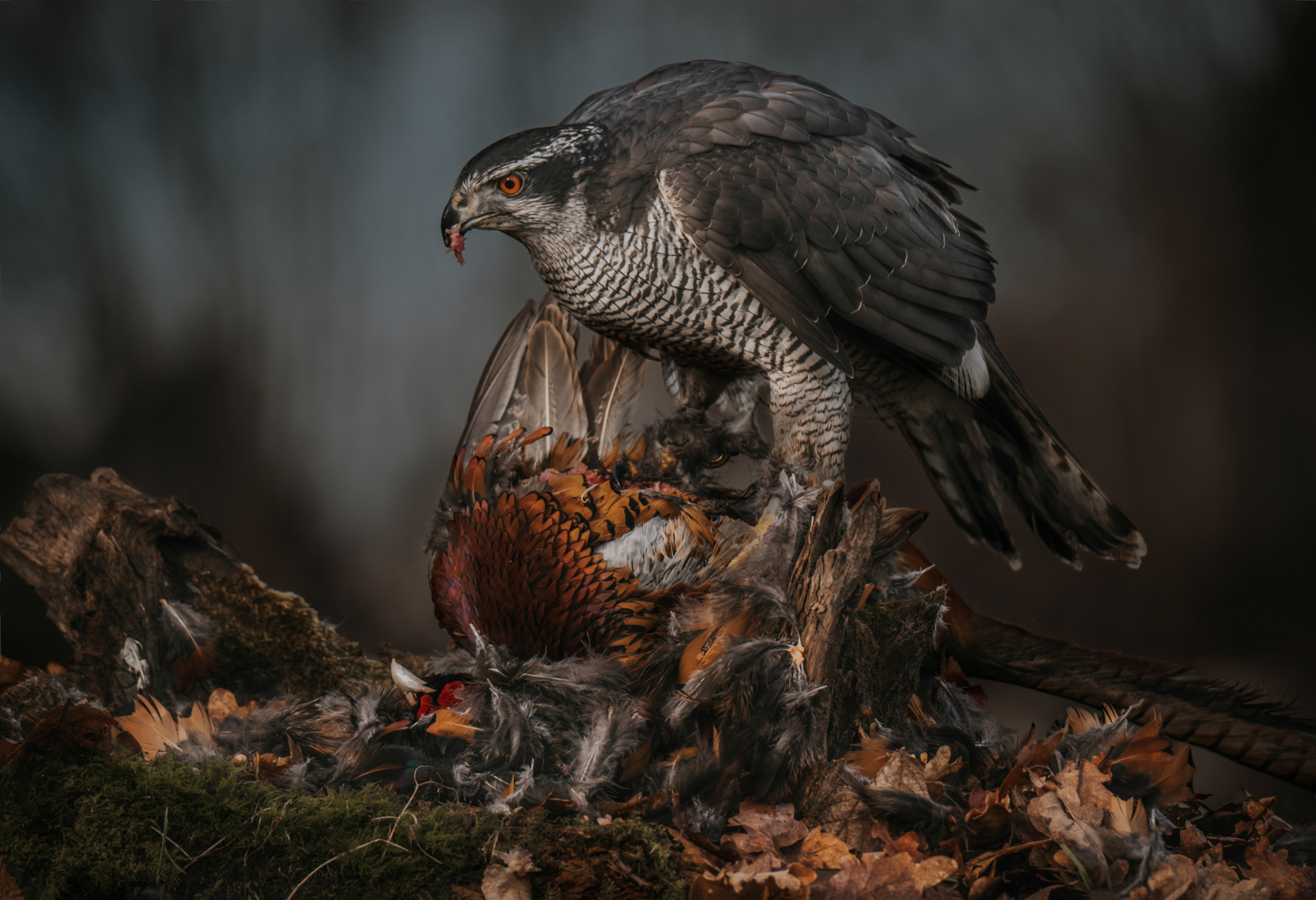 1st - Goshawk on Pheasant - Jackie Gillman