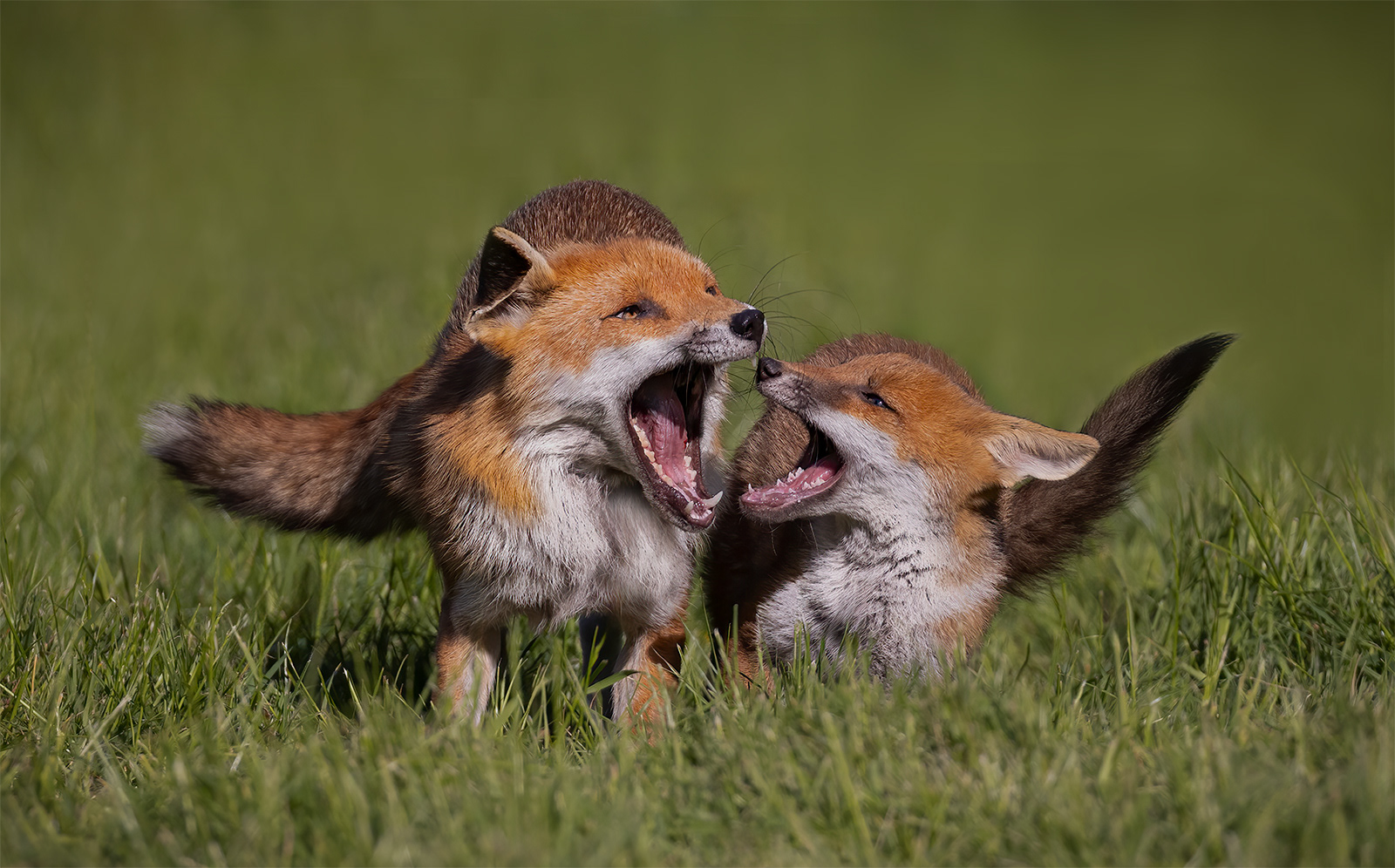 2nd - Fox Altercation - Carol Martin