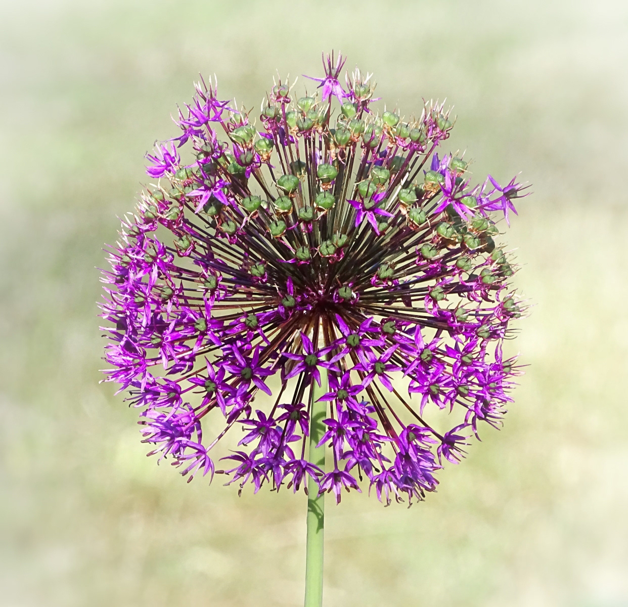1st INT - Symphony in Purple - Moira Gallagher