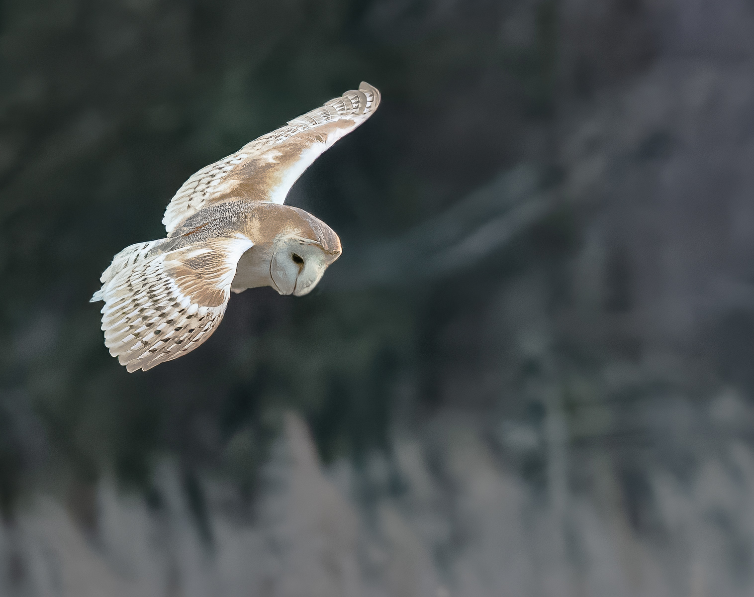 Barn Owl Searching for Prey