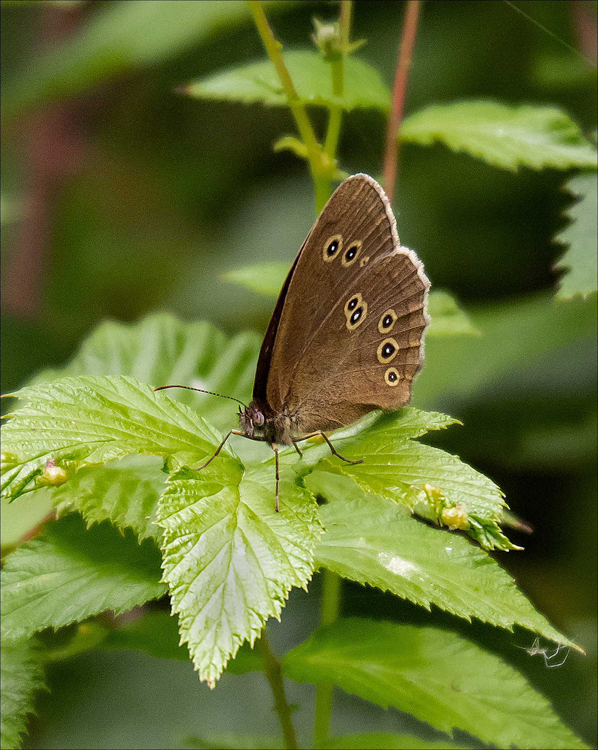 Ringlet
