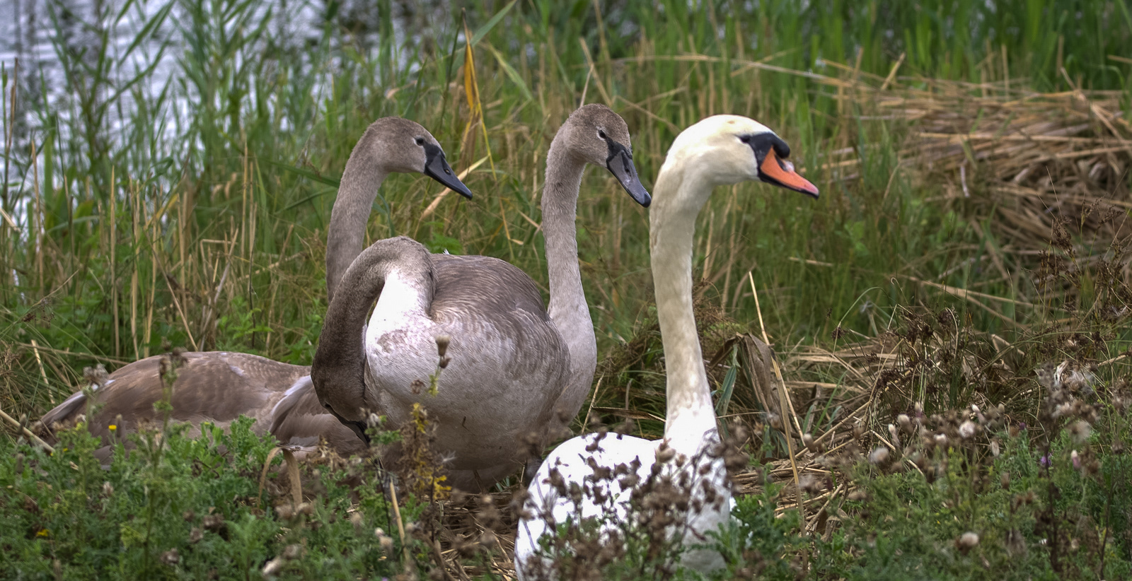 Mother and her Young