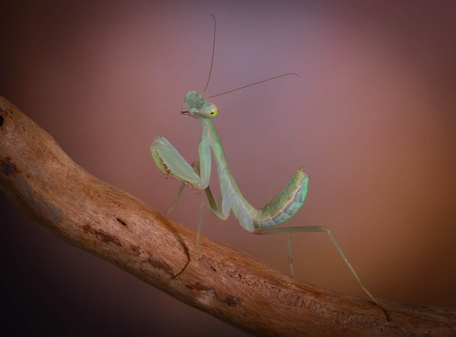3rd - Mantidae Praying Mantis - Ian Petch
