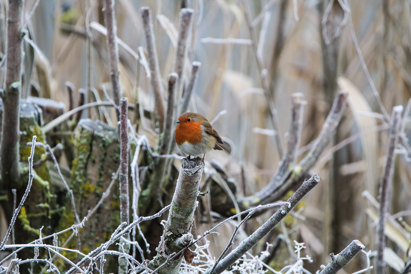 Winter Robin