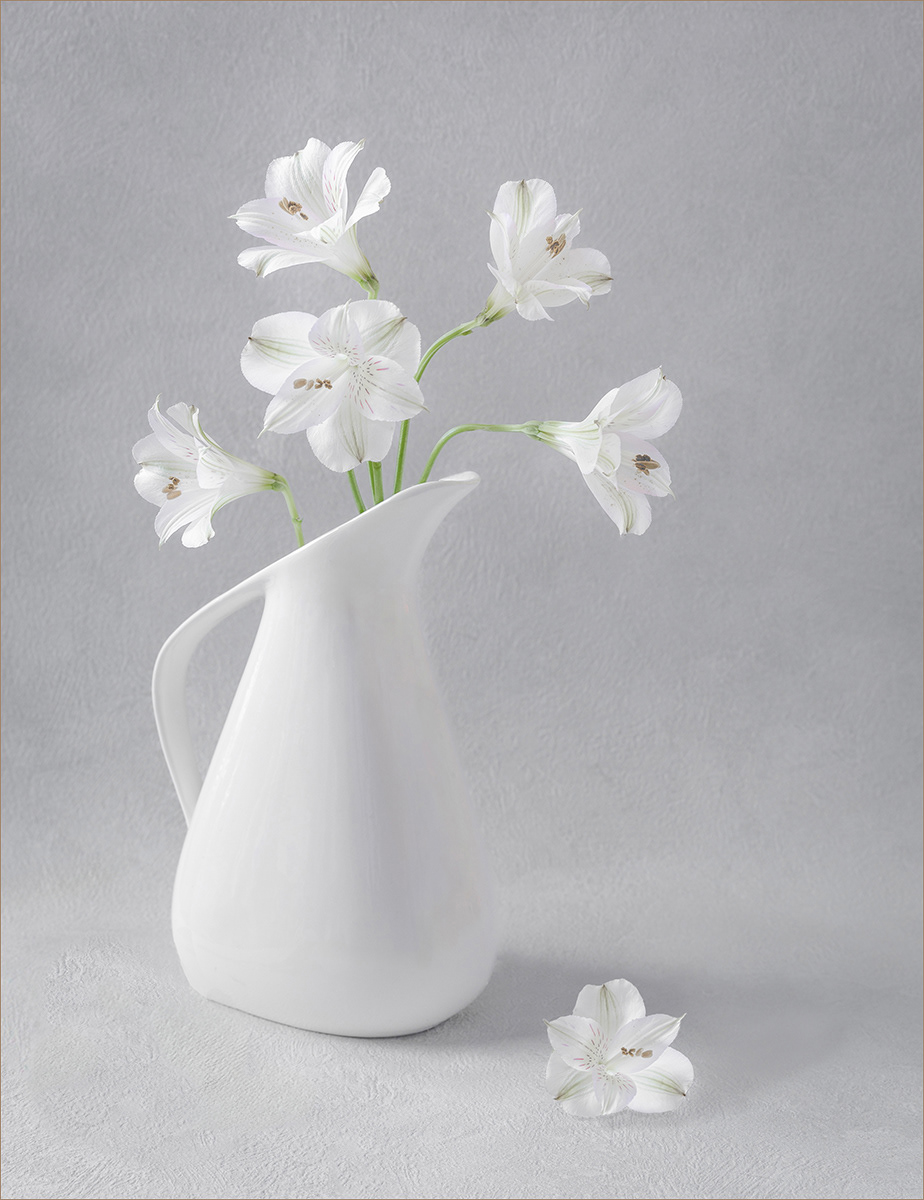 HC - Alstromerias - Carol Martin
