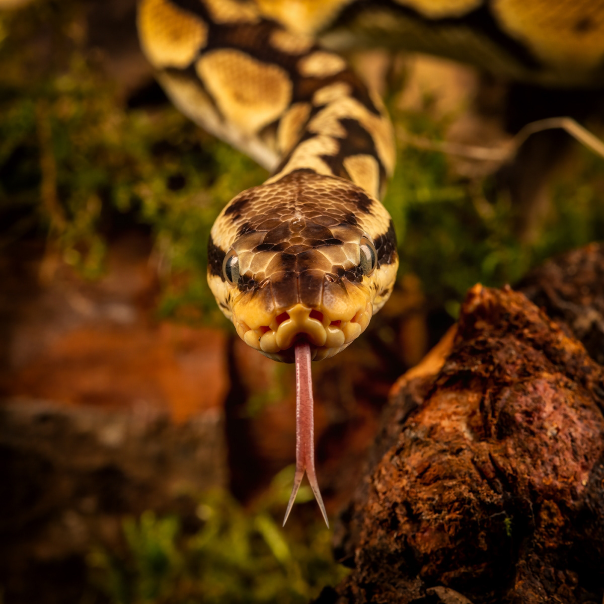 1st - Hissing Sid - David Feuerhelm