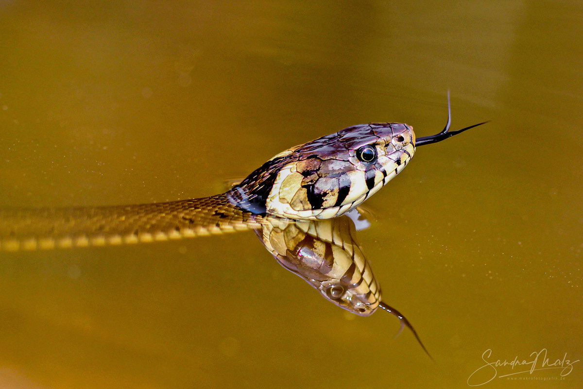 Ringelnatter (Natrix natrix)
